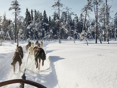Paseo en trineo tirado por perros por el pueblo de Papá Noel en Rovaniemi