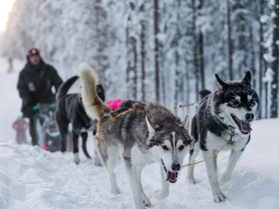 Safari intermedio en trineo tirado por perros en Moen desde Tromsø