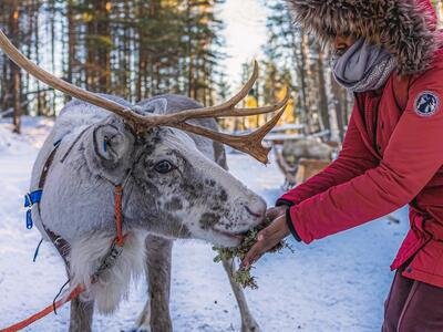 Trineo de renos y visita a una granja desde Rovaniemi