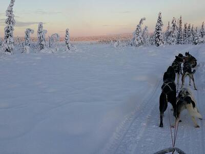 Aurora Boreal en trineo tirado por perros por el bosque de Taïga, cerca de Kiruna