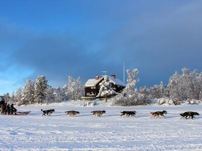 Paseo en trineo de perros y almuerzo tradicional en Kiruna