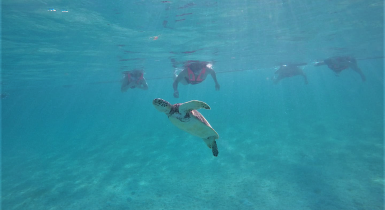 Imagen del tour: Un Día en el Mar con las Tortugas