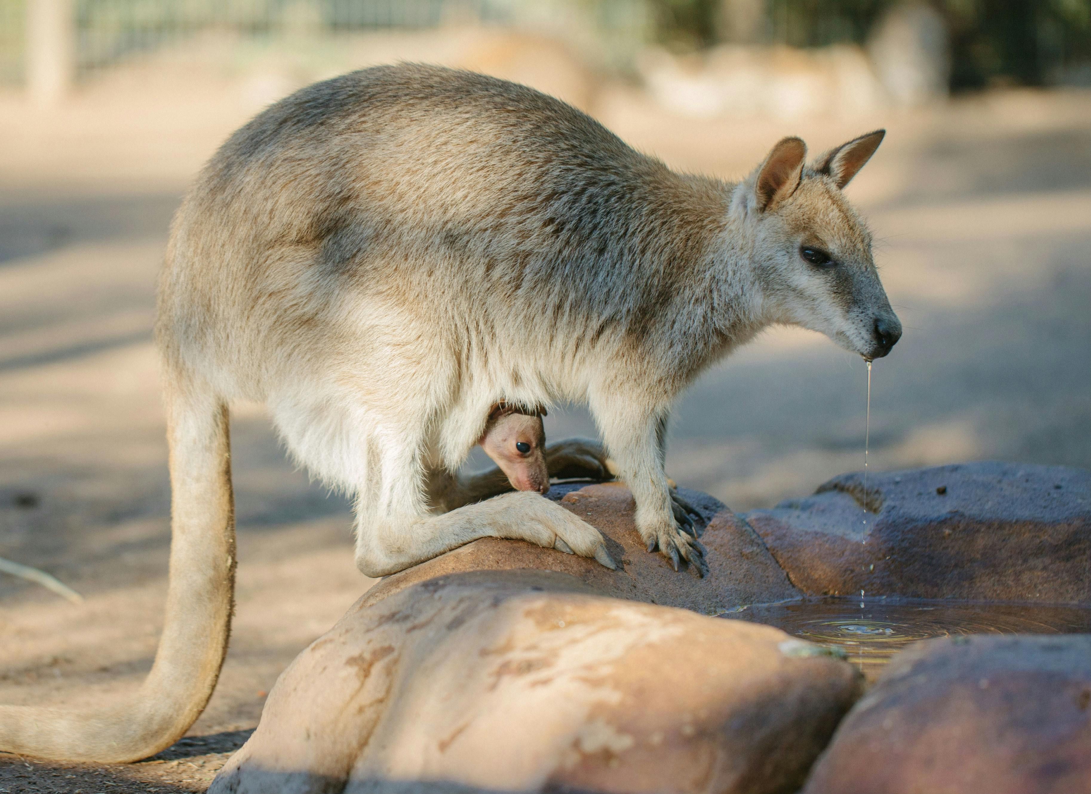 Imagen del tour: Featherdale Sydney Wildlife Park