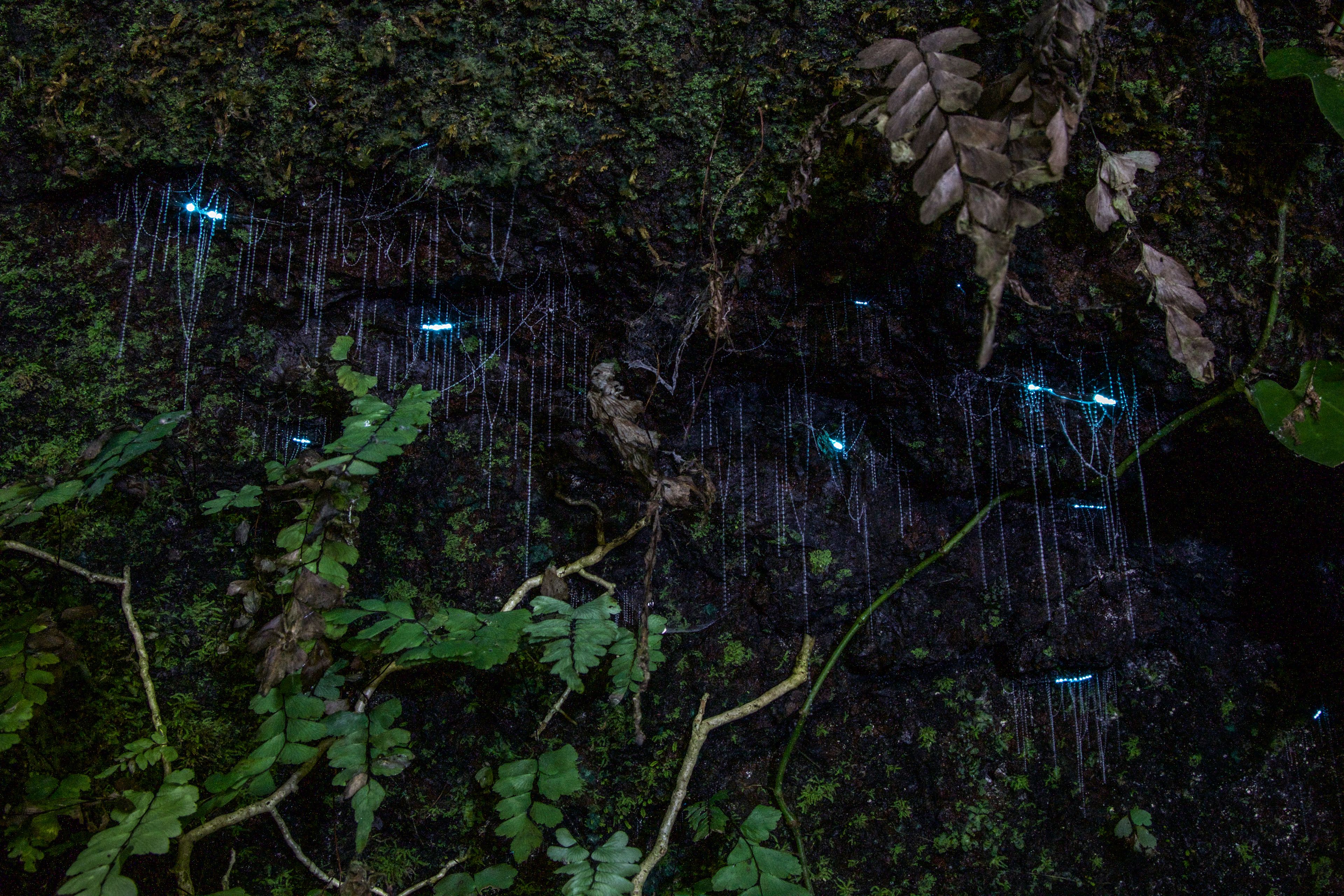 Imagen del tour: Excursión nocturna a la selva y a las luciérnagas desde la Costa de Oro