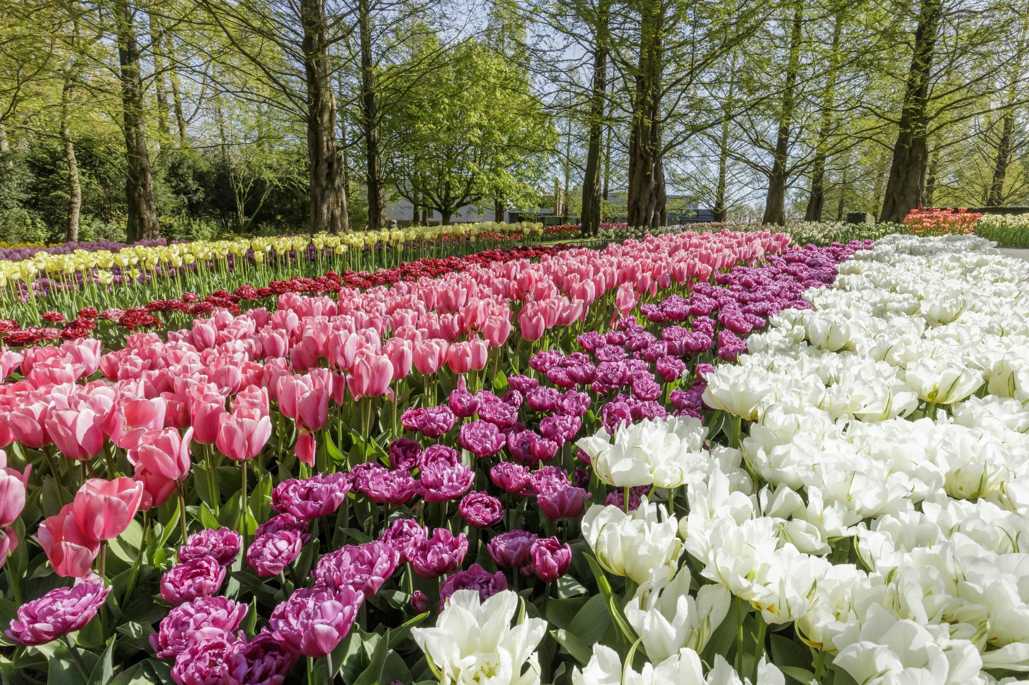 Imagen del tour: Keukenhof: Viaje de ida y vuelta desde Ámsterdam