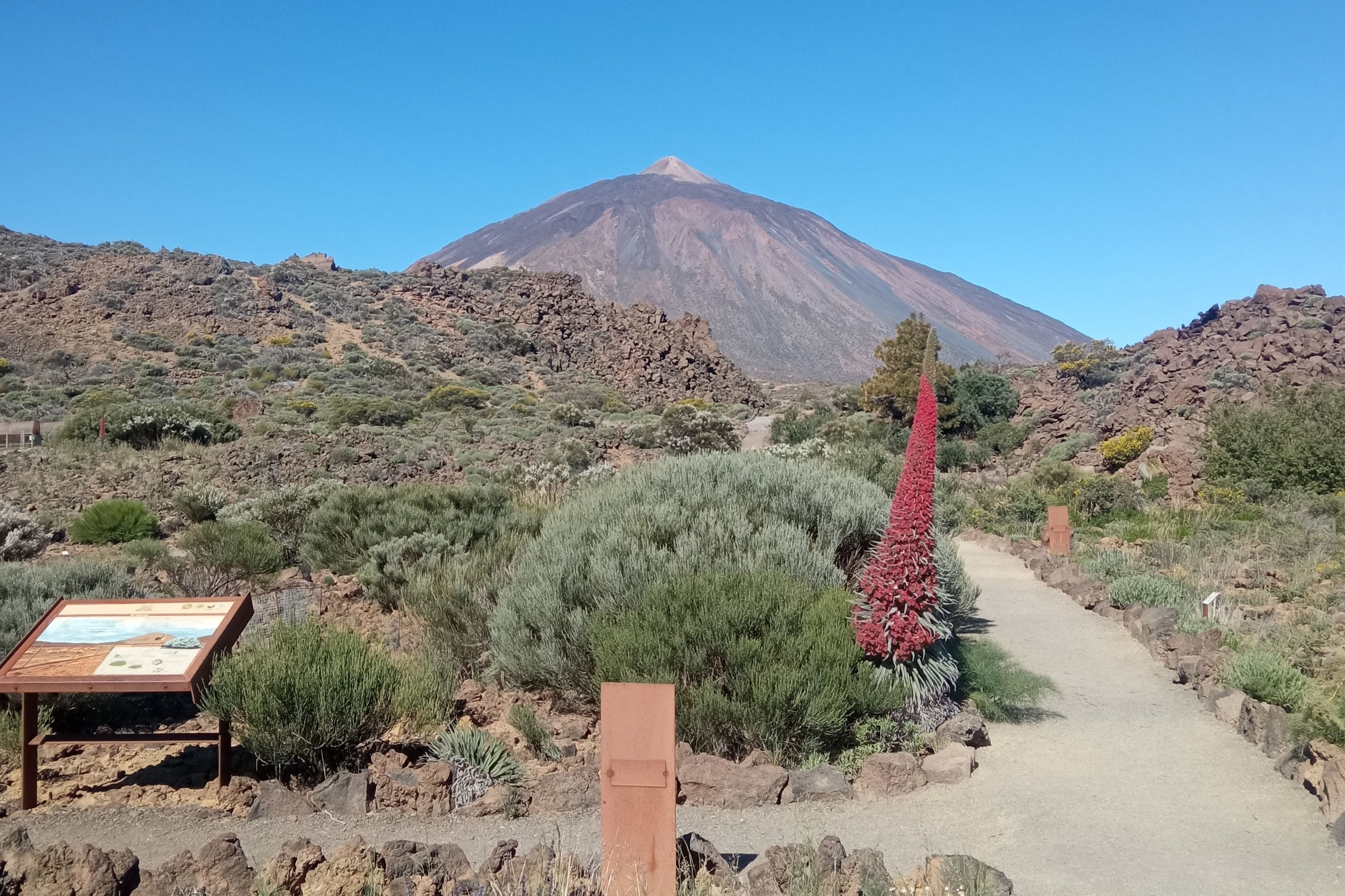 Imagen del tour: Visita guiada al Teide y su Jardín Botánico con traslados