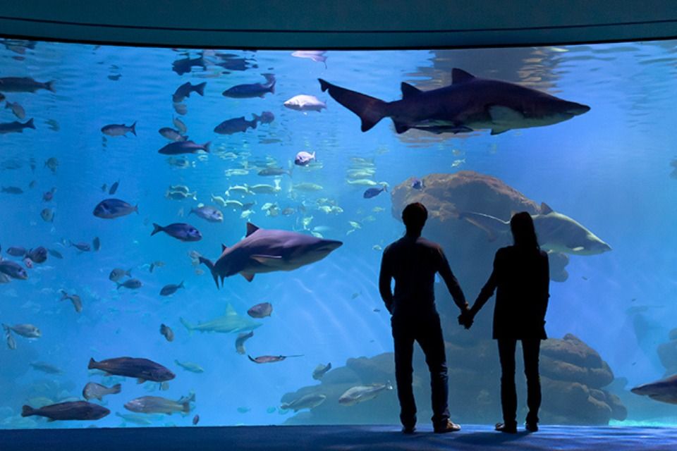 Imagen del tour: Palma Aquarium: Sáltate la cola con el Cine 3D Aquadome opcional