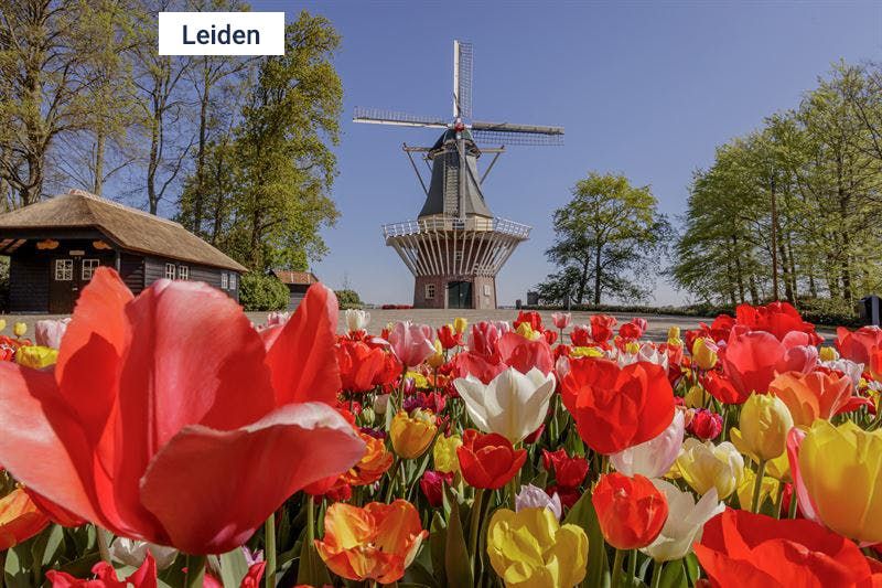 Imagen del tour: Keukenhof: Transporte desde Leiden