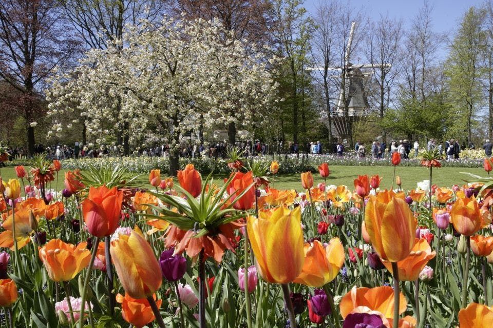 Imagen del tour: Keukenhof: Entrada, Crucero, Recorrido por los Tulipanes + Transporte desde Ámsterdam