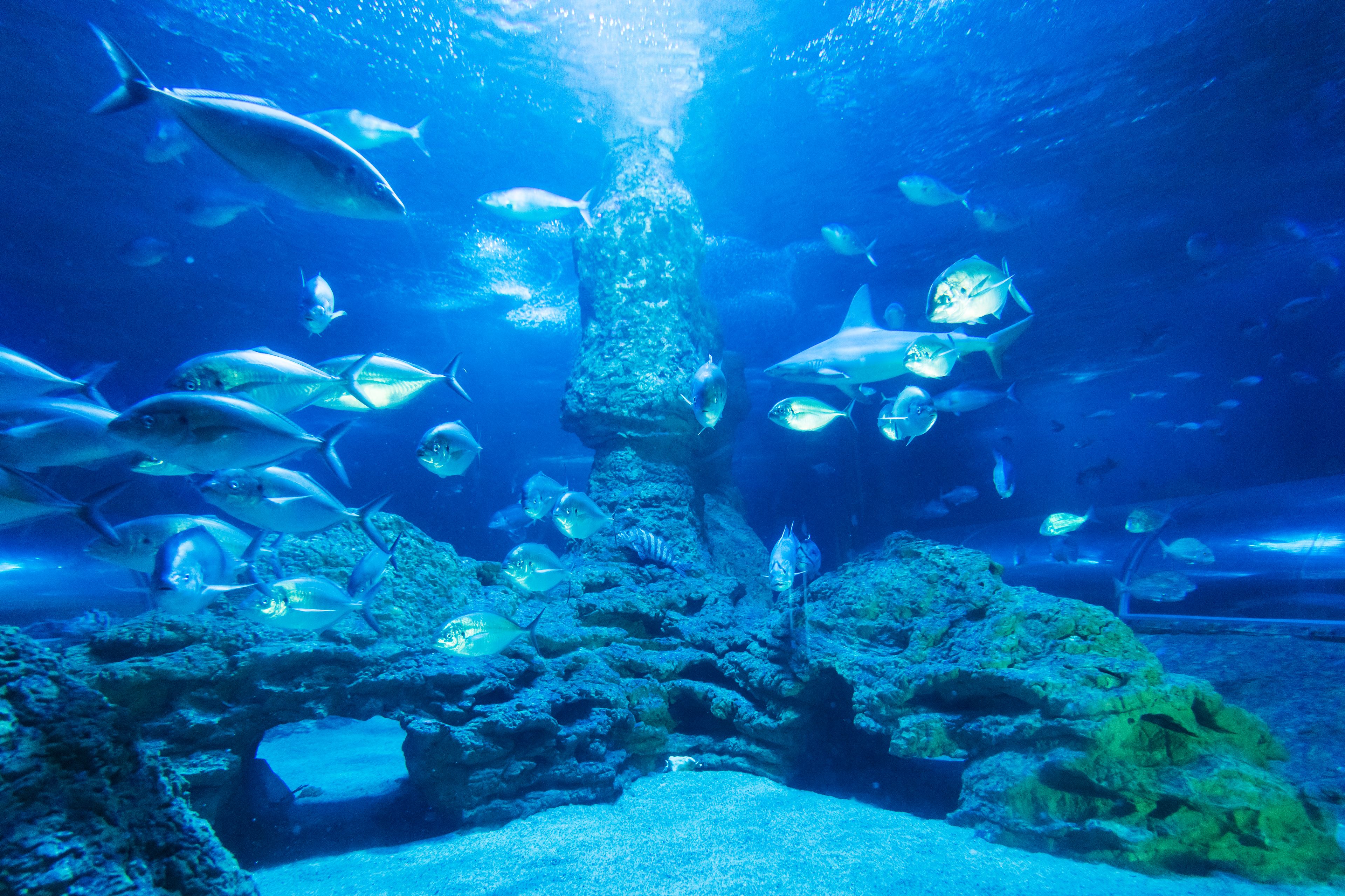 Imagen del tour: AQWA: The Aquarium of Western Australia