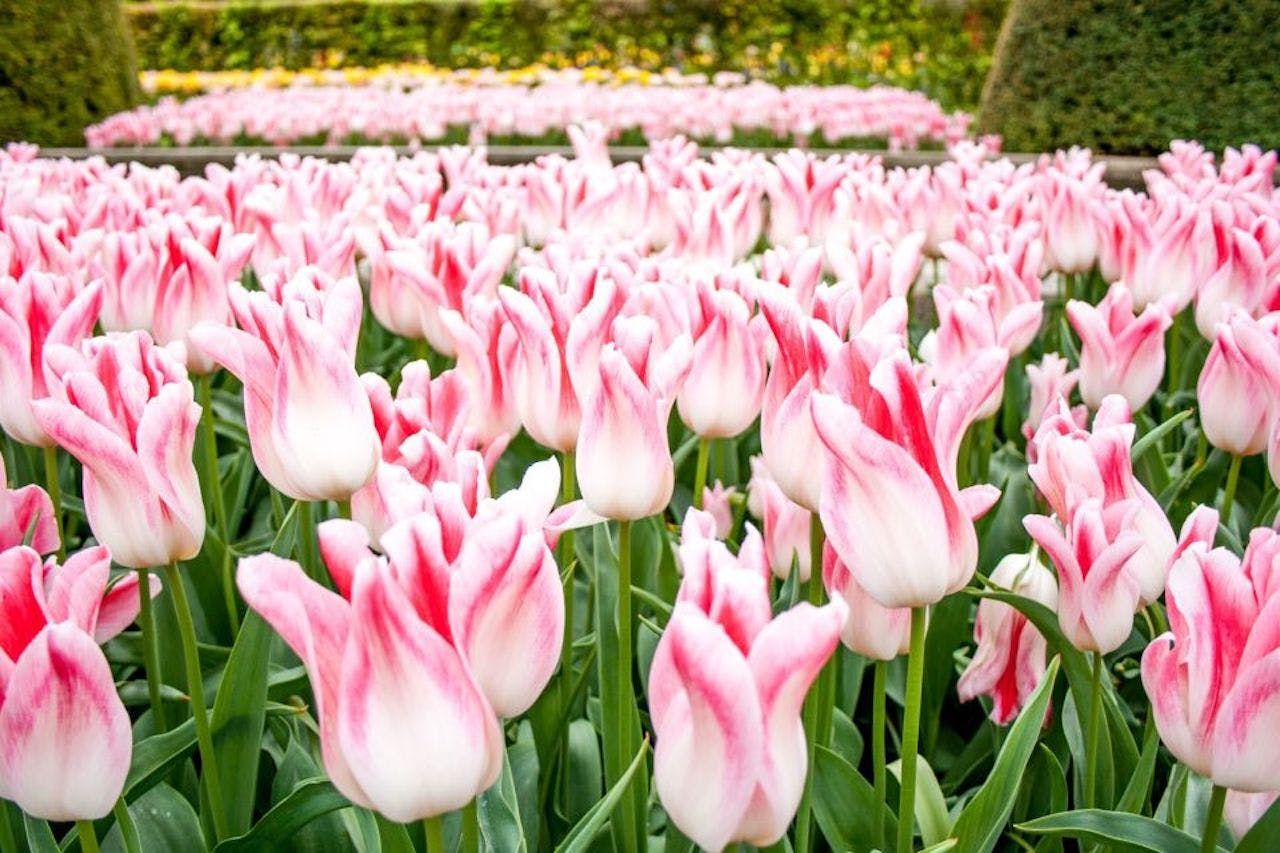 Imagen del tour: Keukenhof: Entrada, Crucero por los Molinos + Autobús de enlace desde Ámsterdam