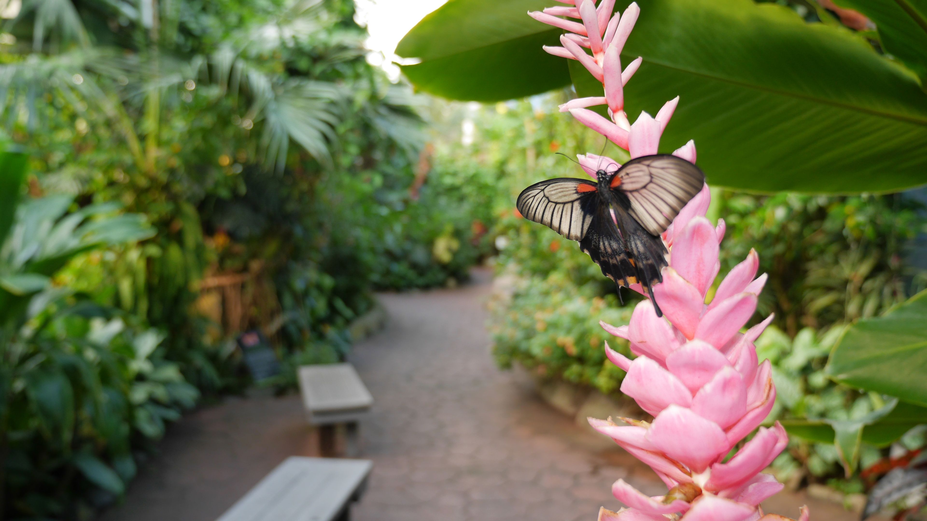 Imagen del tour: Jardines de mariposas de Victoria: Entrada