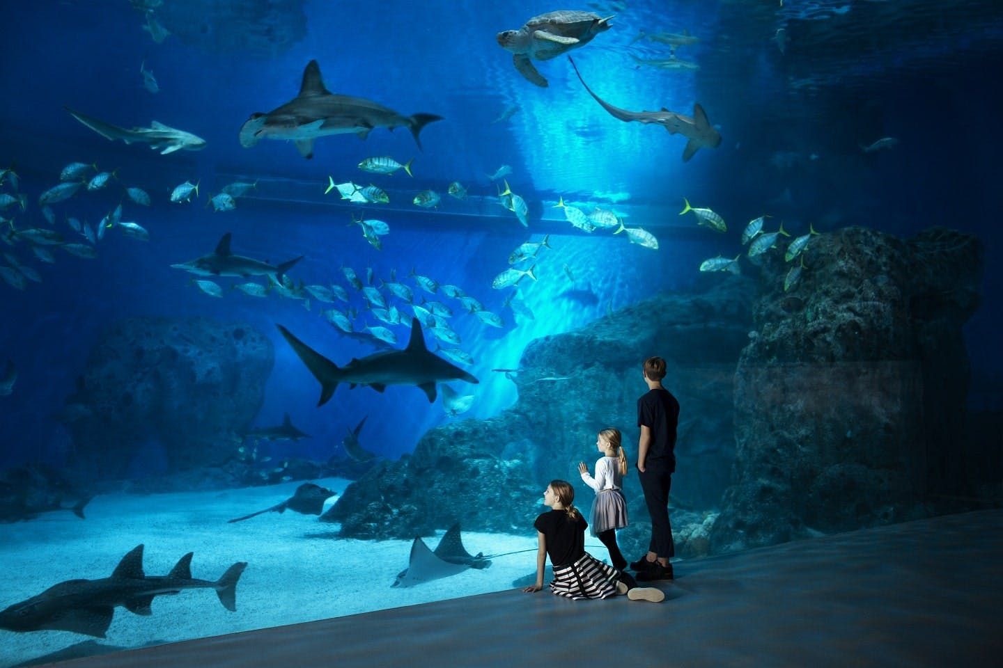 Imagen del tour: Acuario Nacional de Dinamarca, Den Blå Planet