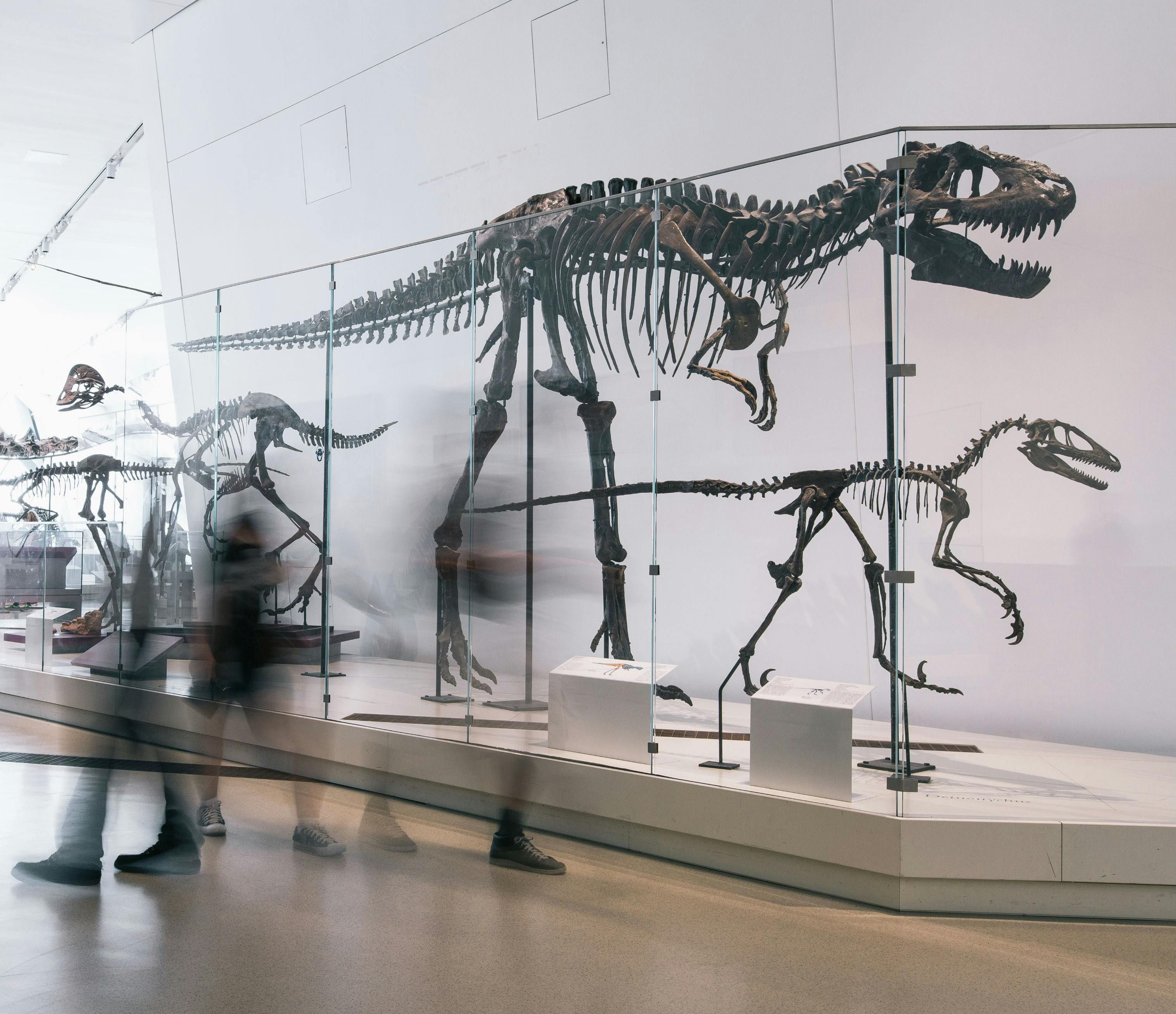 Imagen del tour: Museo Real de Ontario: Sin colas