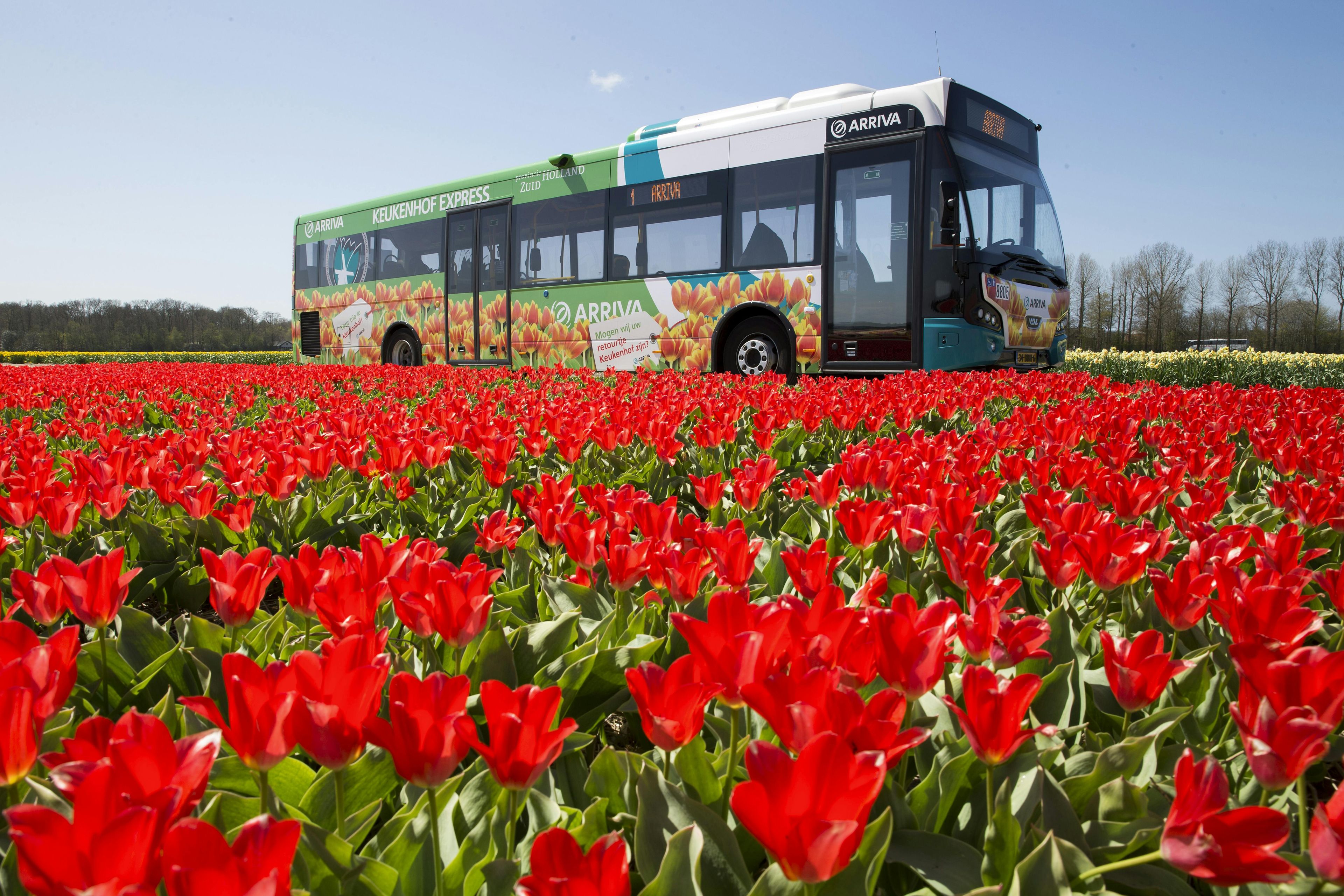 Imagen del tour: Keukenhof: Entrada + Transporte desde el lugar elegido