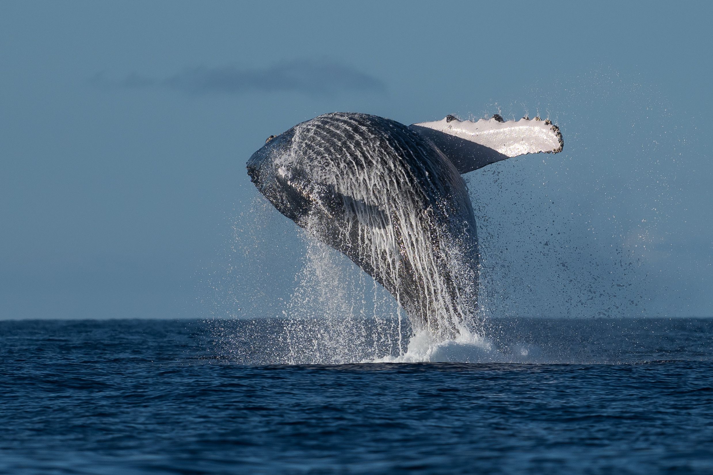 Imagen del tour: Experiencia de 2 horas de observación de ballenas en la Costa Sunshine