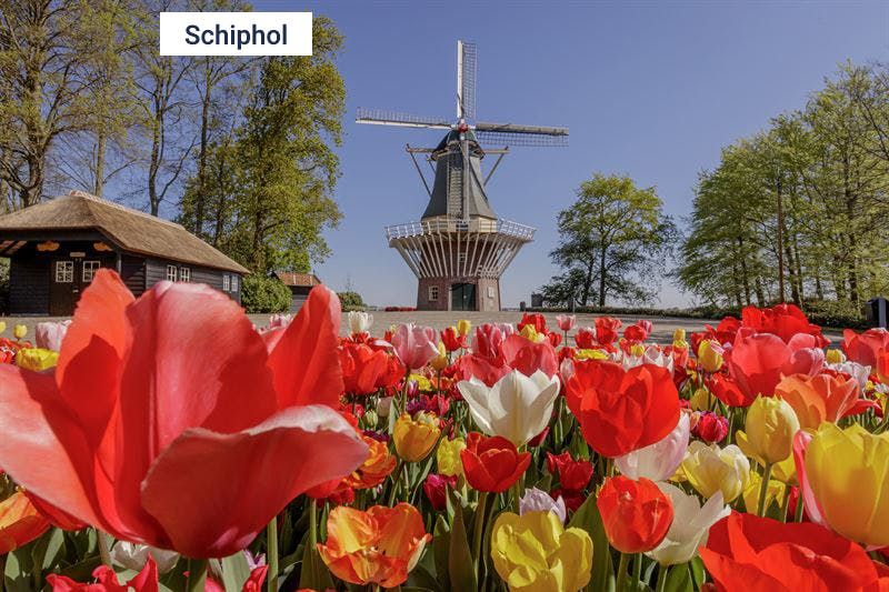 Imagen del tour: Keukenhof: Transporte desde Schiphol y el Centro de Ámsterdam