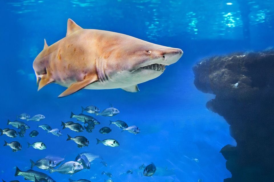 Imagen del tour: Palma Aquarium: Entrada + Inmersión con tiburones
