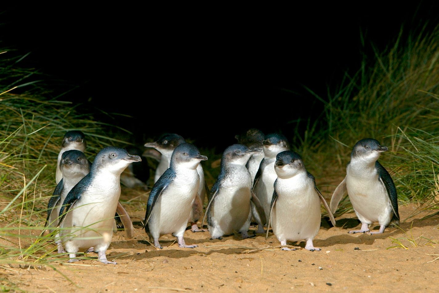 Imagen del tour: Desfile de Pingüinos + Parque Natural Santuario a la Luz de la Luna: Excursión de un día desde Melbourne