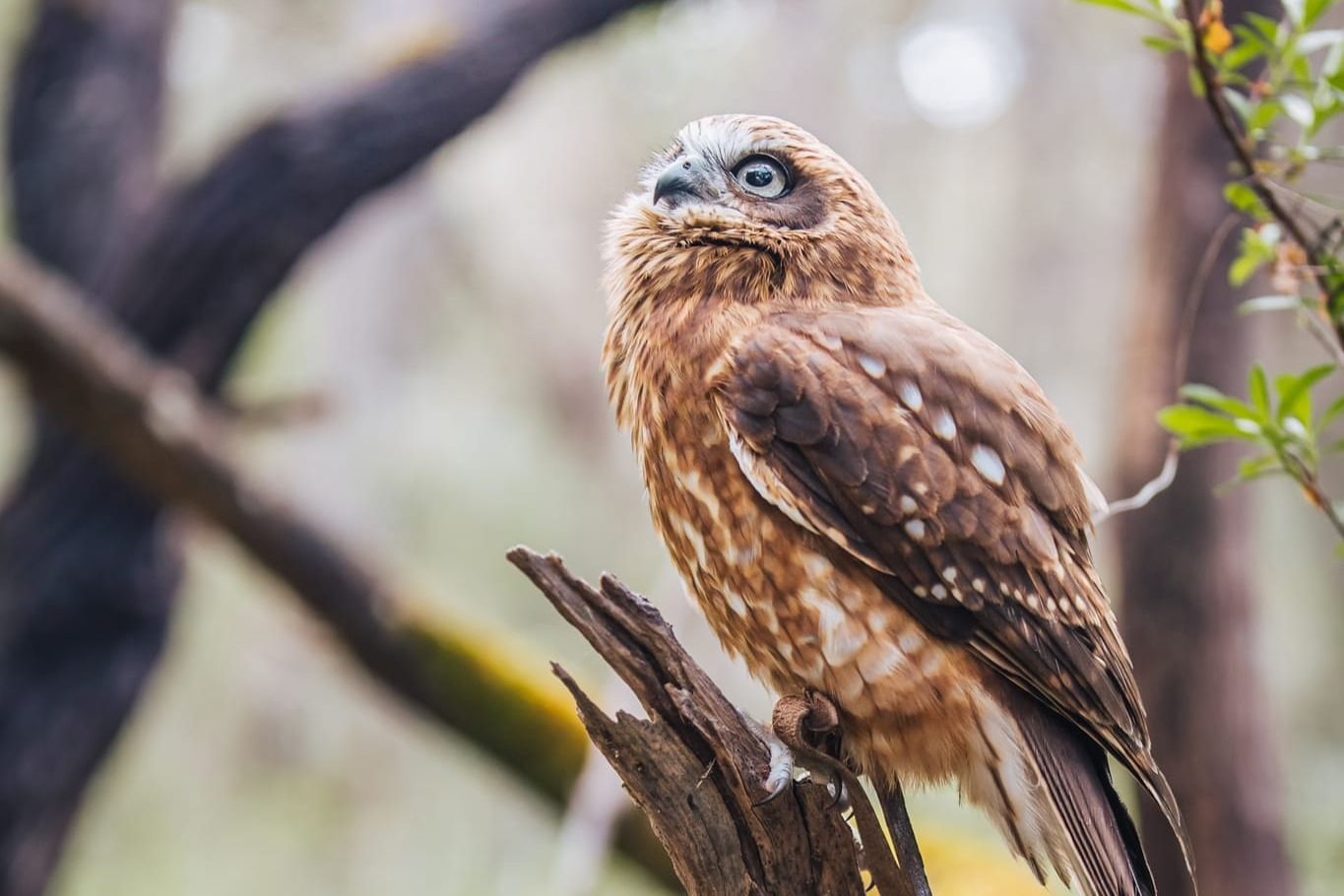 Imagen del tour: Patrimonio de las Águilas: Encuentro con Aves Rapaces y Paseo por el Bosque