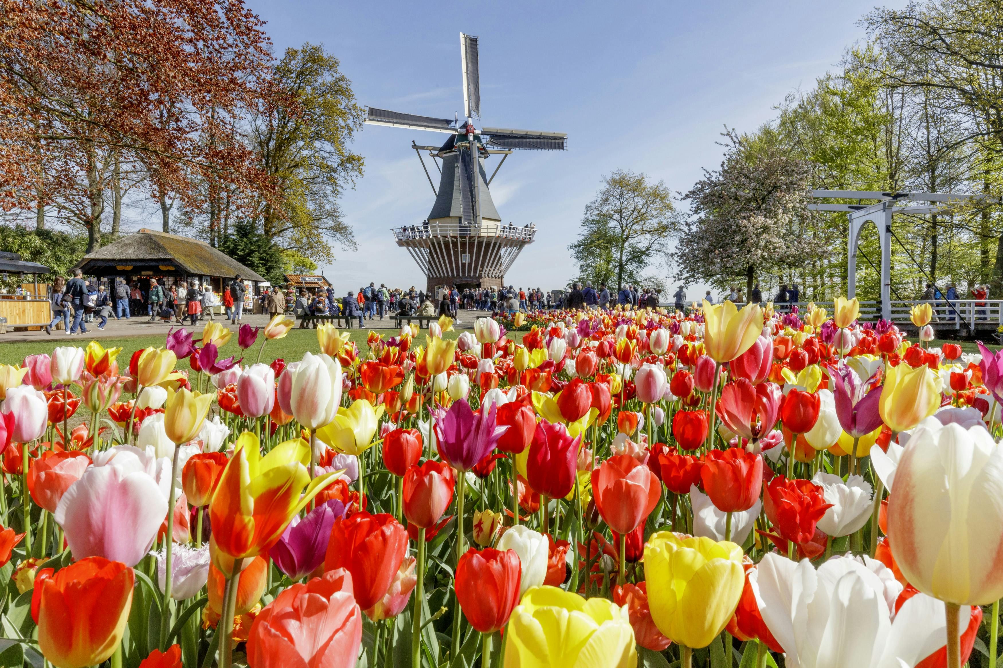 Imagen del tour: Keukenhof y tour de los molinos