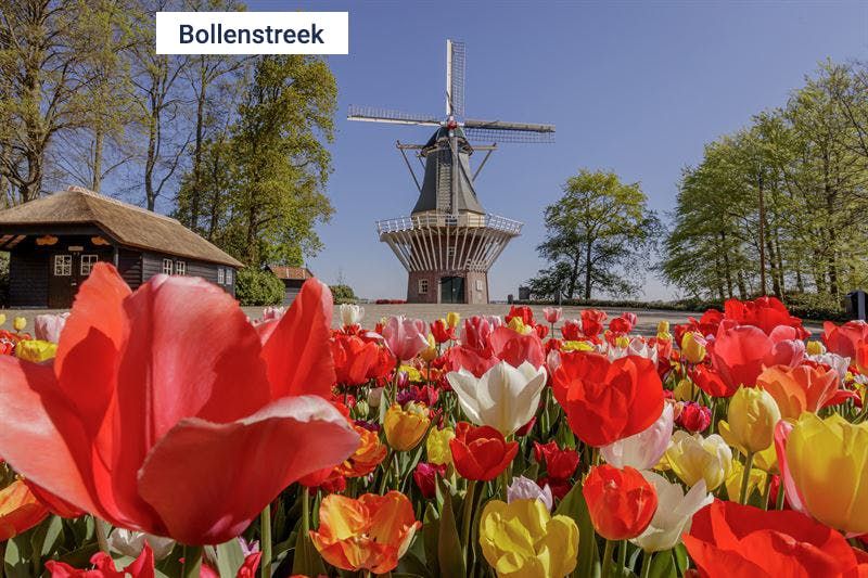 Imagen del tour: Keukenhof: Transporte desde Katwijk, Noordwijk o Noordwijkerhout