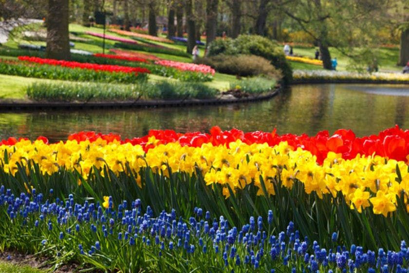 Imagen del tour: Keukenhof: Entrada + Autobús de ida y vuelta desde Ámsterdam