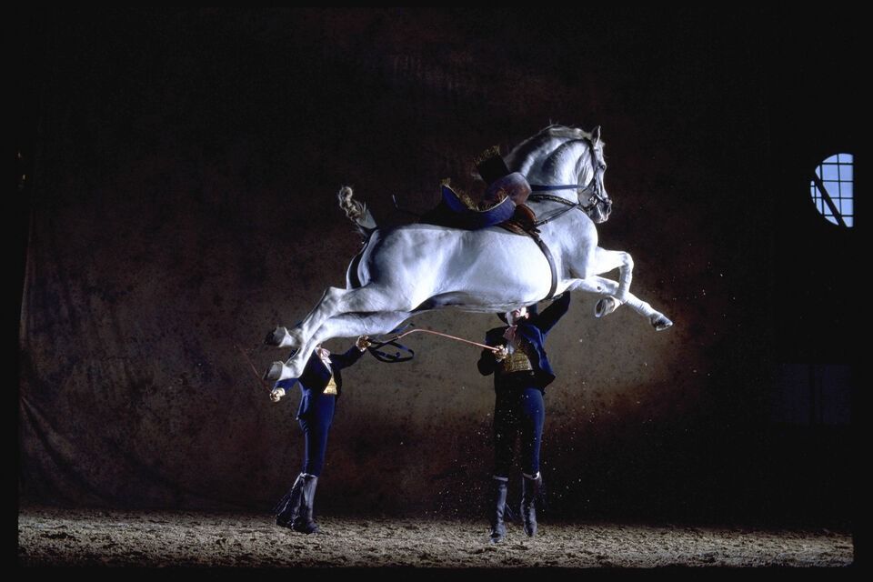 Imagen del tour: Real Escuela Andaluza de Arte Ecuestre: "Cómo bailan los caballos andaluces"
