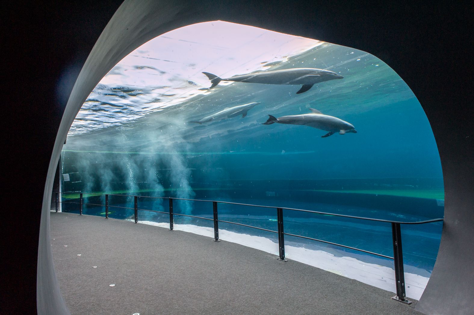 Imagen del tour: Acuario de Génova + Museo del Mar de Gálata + Visita al Submarino: Sáltate la cola