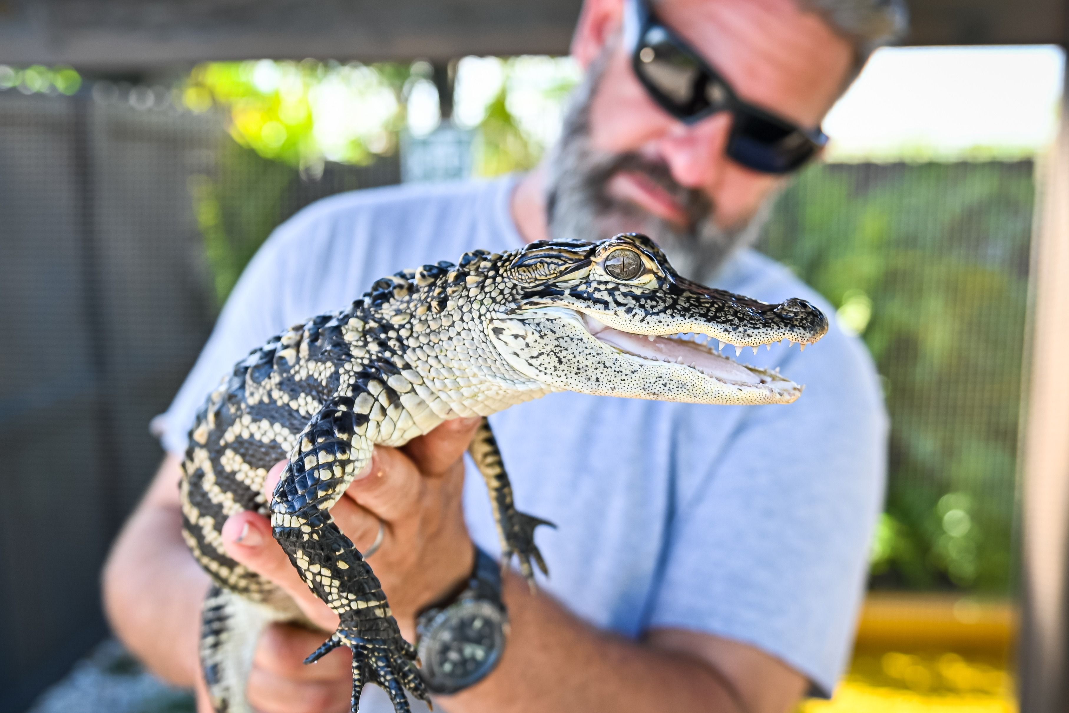 Imagen del tour: Florida: Paquete Aventura en los Everglades