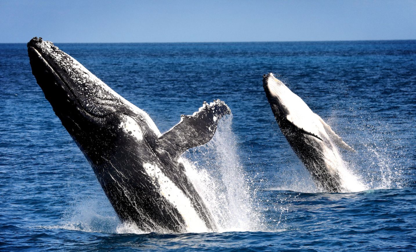 Imagen del tour: Crucero de medio día de avistamiento de ballenas