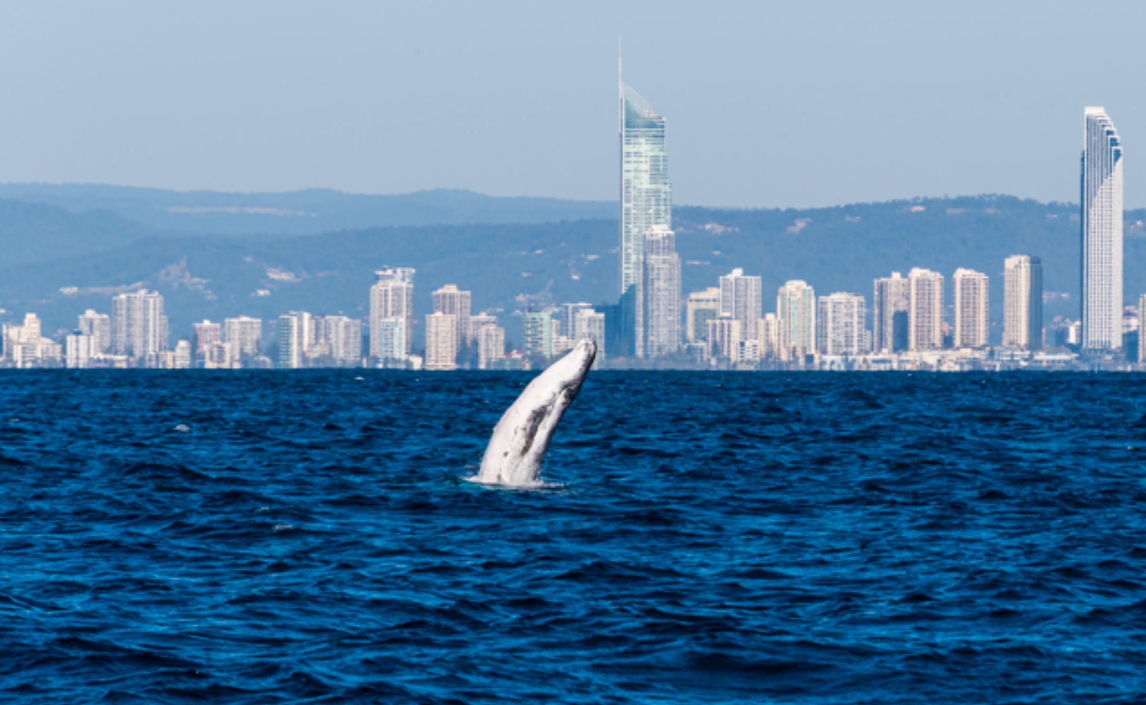 Imagen del tour: Crucero de avistamiento de ballenas por la Gold Coast