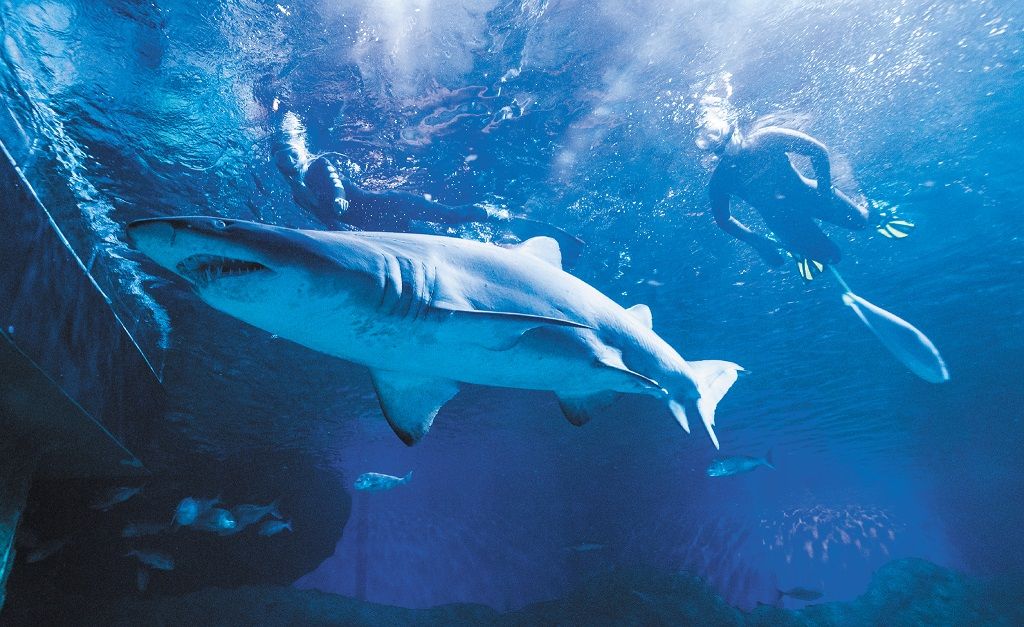 Imagen del tour: Esnórquel con tiburones en el AQWA