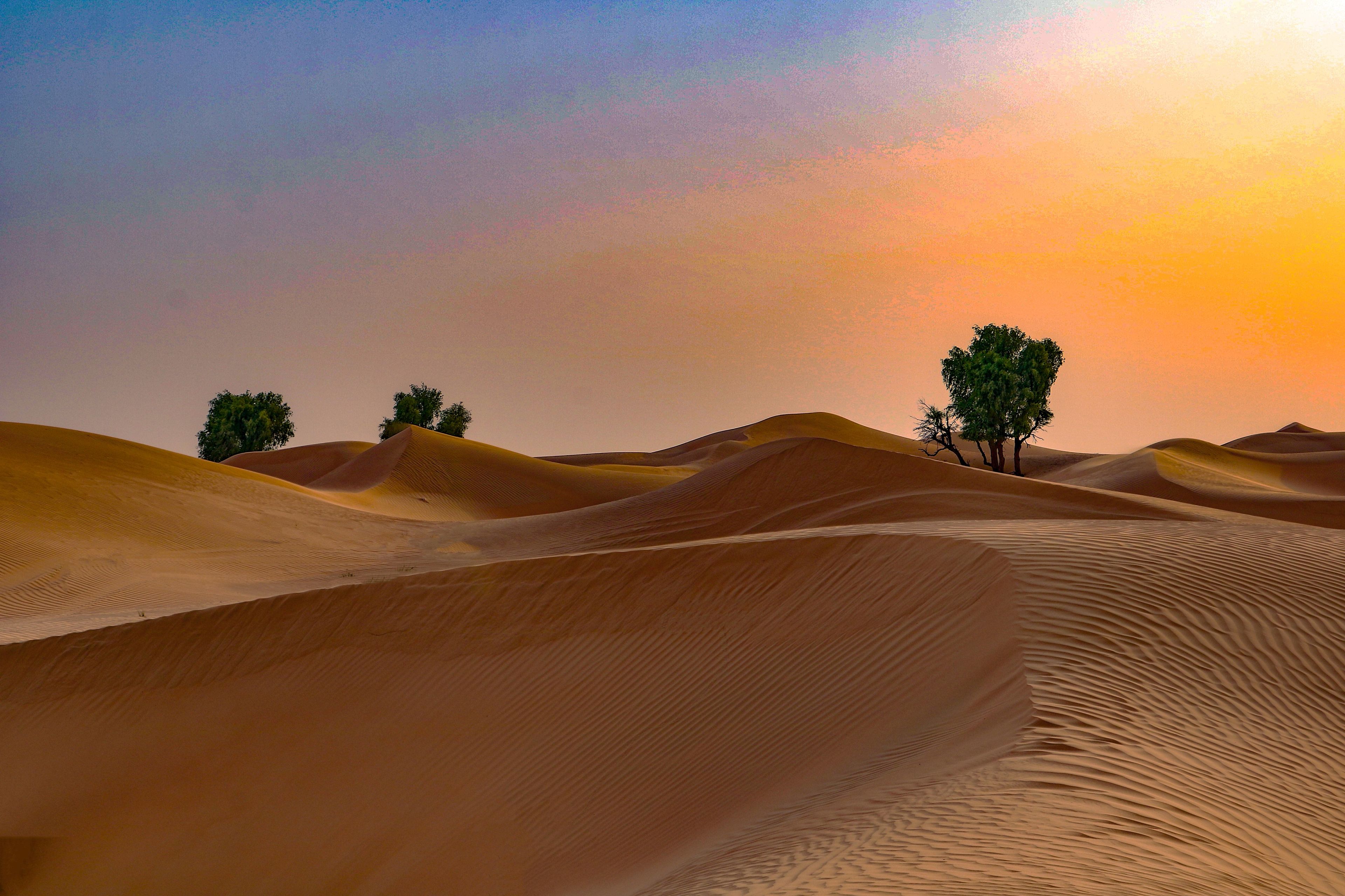 Imagen del tour: Safari por el desierto al amanecer en Dubai con desayuno picnic