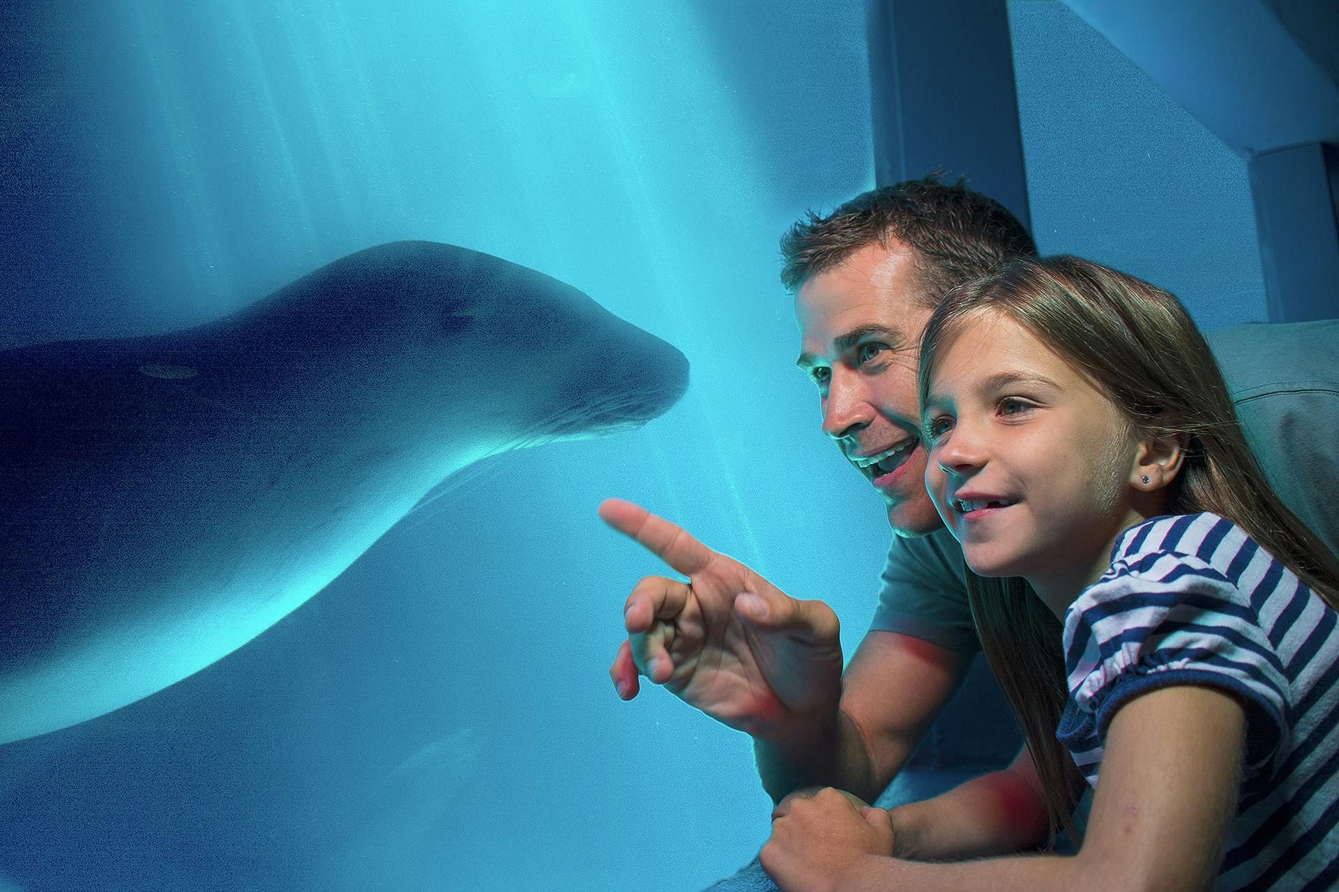 Imagen del tour: SEA LIFE Sunshine Coast