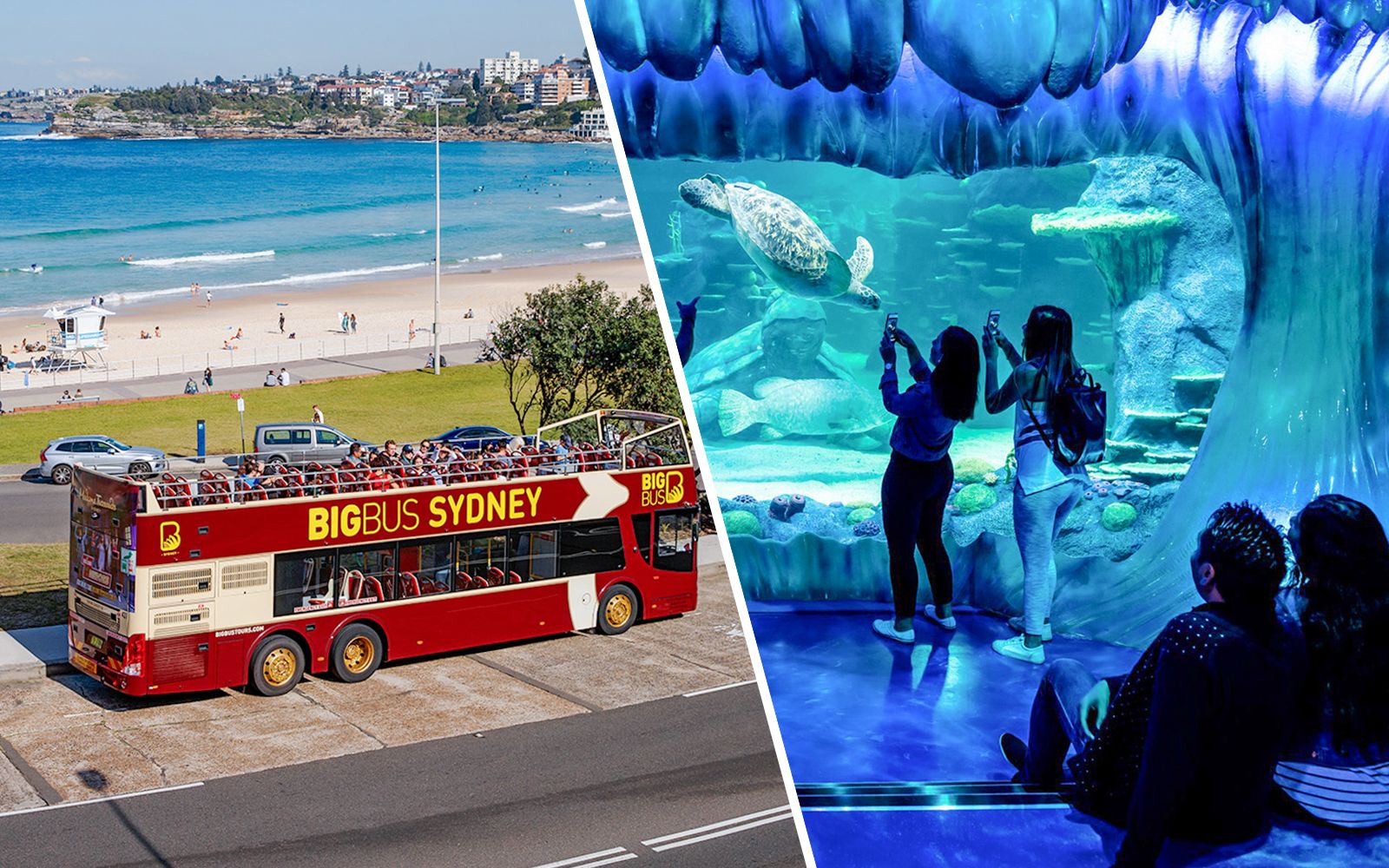 Imagen del tour: Combo: tour en autobús turístico Big Bus por Sídney + entradas para el Acuario SEA LIFE de Sídney