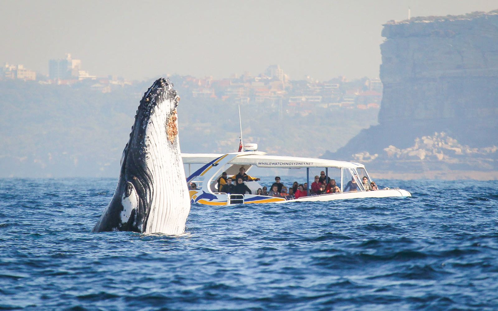 Imagen del tour: Combo: Crucero para avistar ballenas + Entradas para el zoo de Taronga