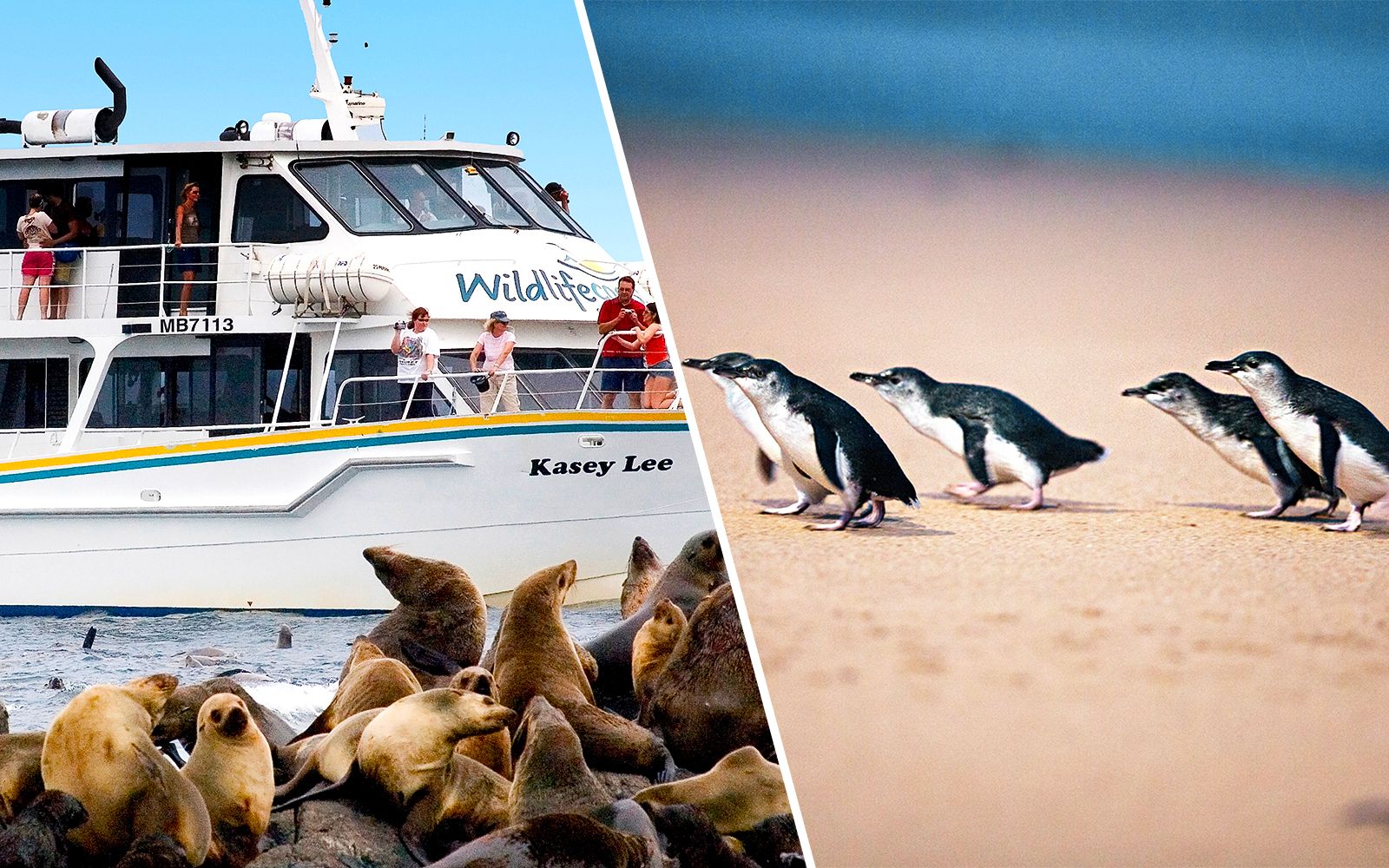 Imagen del tour: Combo: Phillip Island Seal Watching Afternoon Cruise + Nature Parks Penguin Parade Tickets