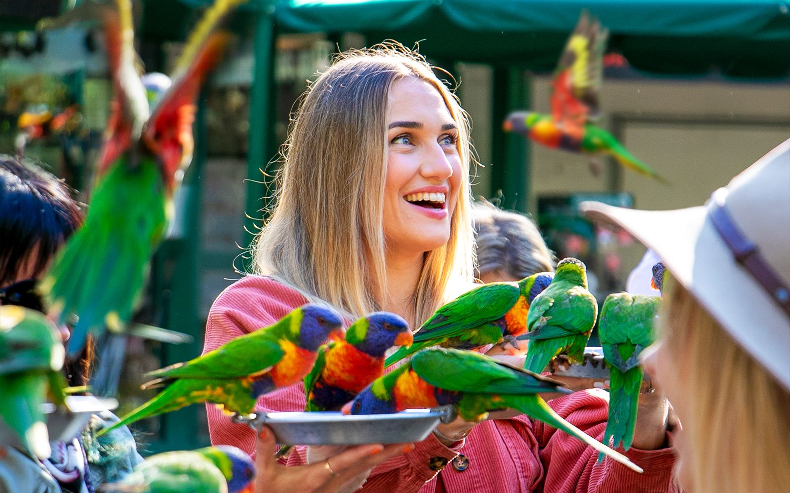 Imagen del tour: Entradas para el Santuario de Fauna Salvaje de Currumbin