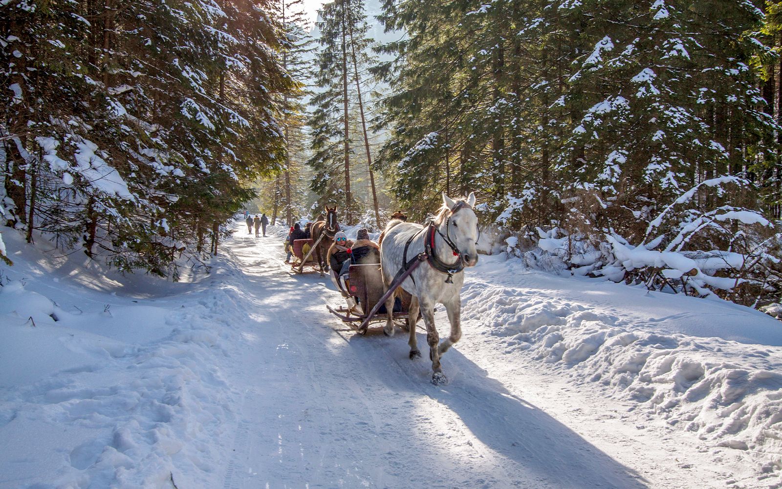 Imagen del tour: Zakopane: Paseos a Caballo con Guía y Comida en la Hoguera