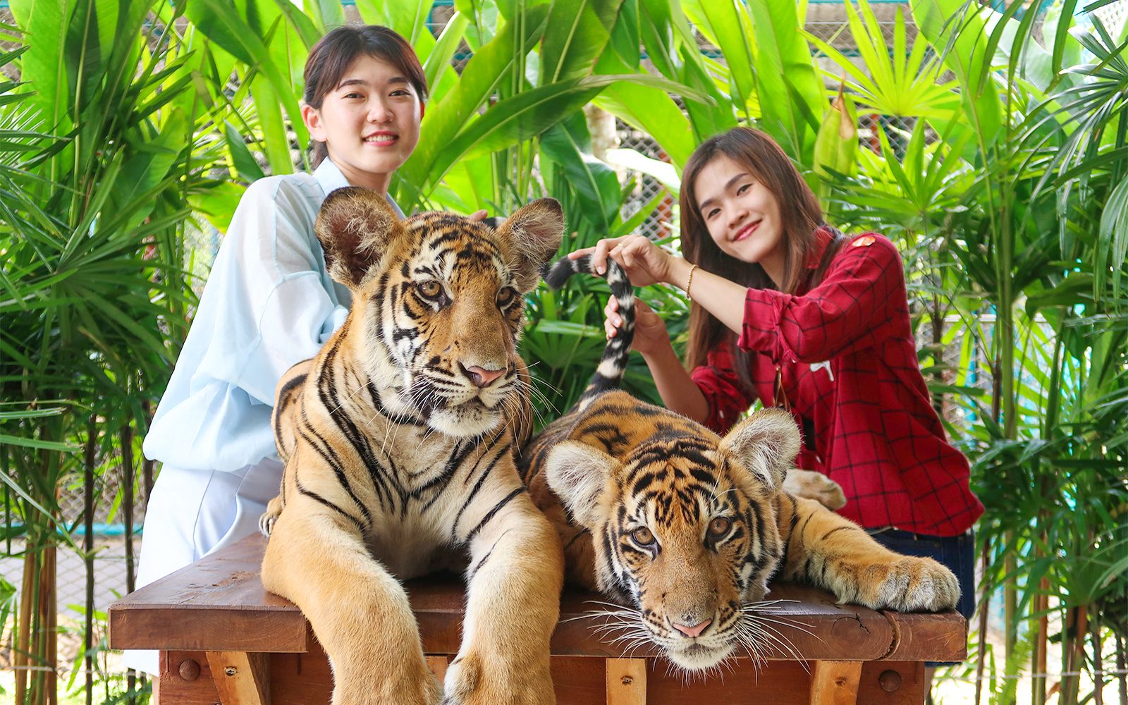 Imagen del tour: Tickets to Pattaya Tiger Park for Non-Thai Residents
