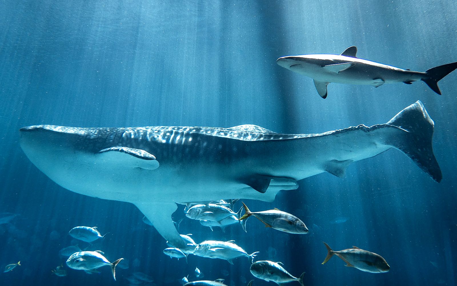 Imagen del tour: Entradas sin colas para el Acuario de Georgia