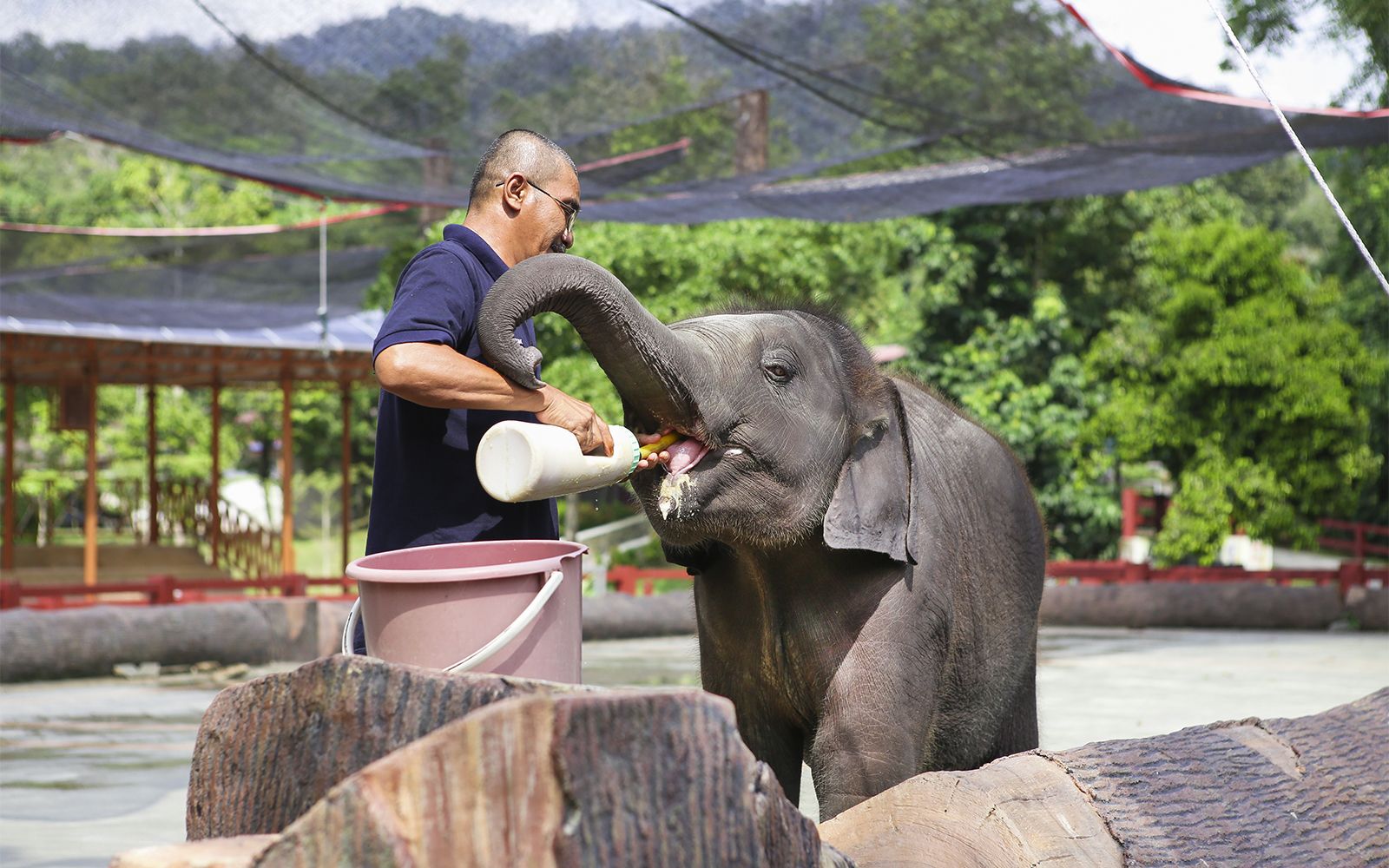 Imagen del tour: Guided Tour of Kuala Gandah Elephant Sanctuary, Deerland Park, and Aboriginal Settlement