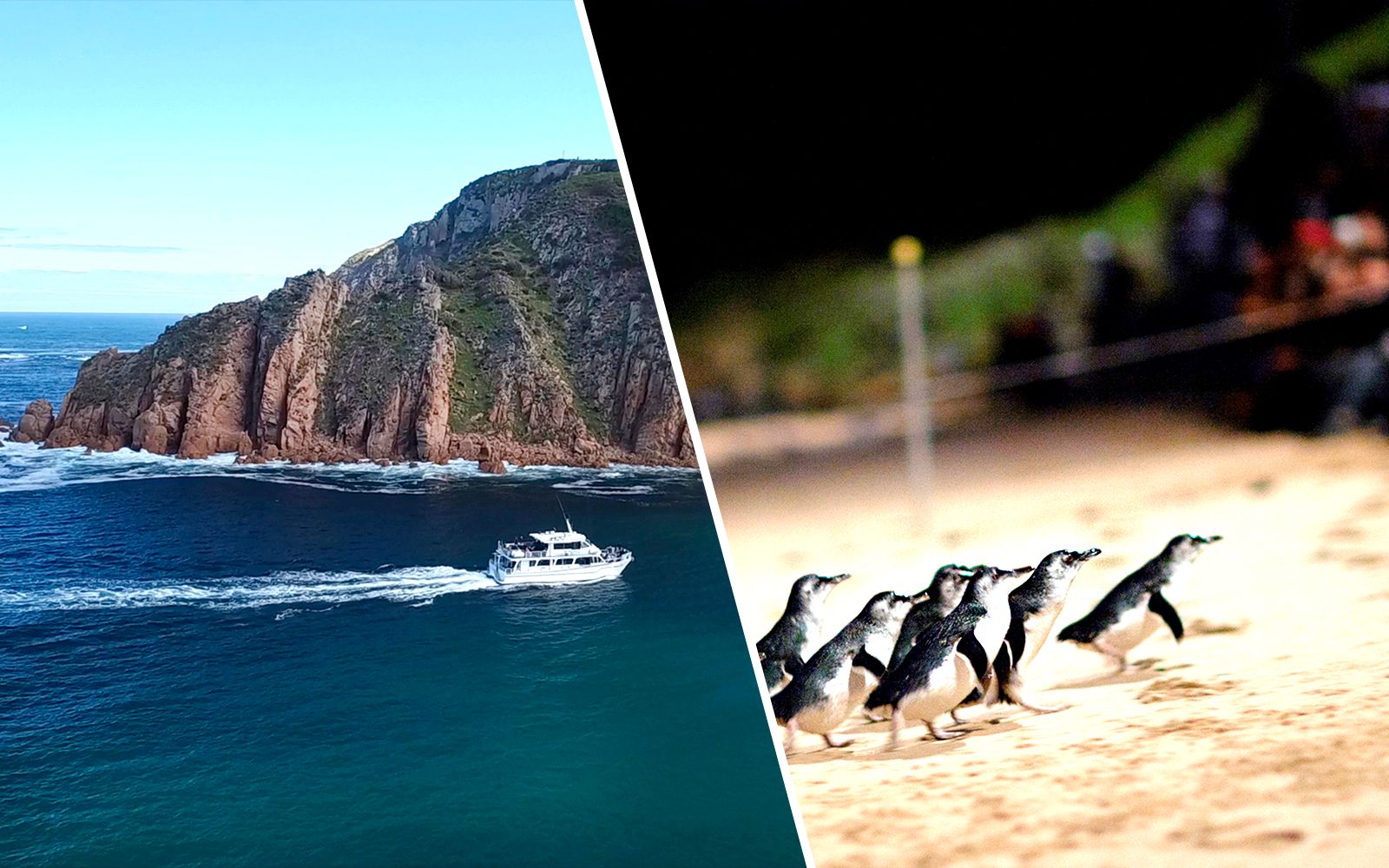 Imagen del tour: Combo: Crucero Matinal por el Cabo Woolamai de Phillip Island + Entradas para el Desfile de Pingüinos de los Parques Naturales