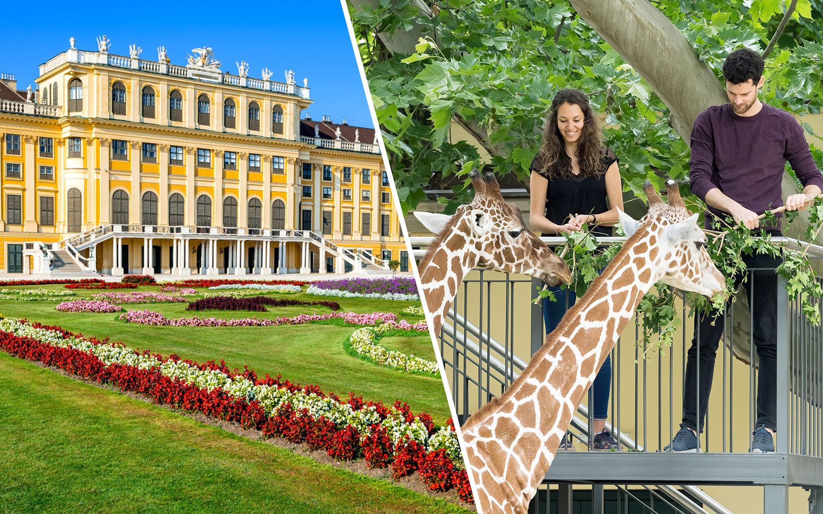 Imagen del tour: Combo: visita guiada sin colas al palacio y jardines de Schönbrunn + Entradas sin colas al zoo de Schönbrunn