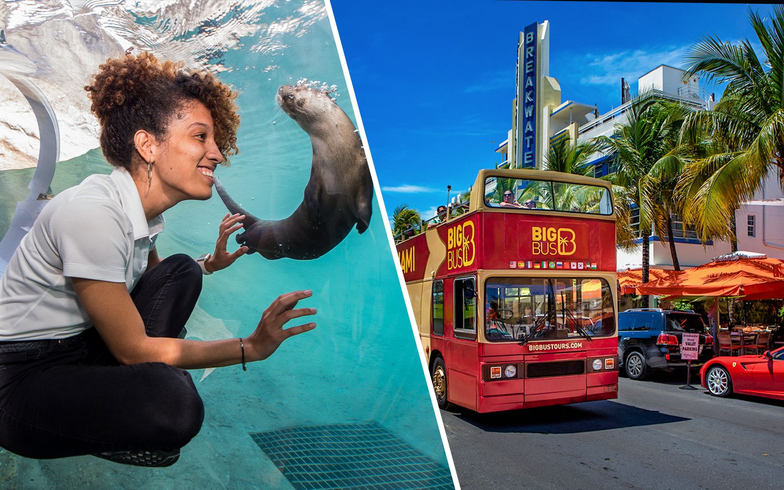 Imagen del tour: Combo: zoológico de Miami + autobús turístico Big Bus