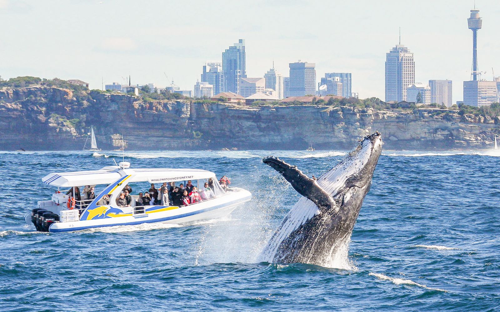 Imagen del tour: Crucero en catamarán para avistar ballenas en Sídney