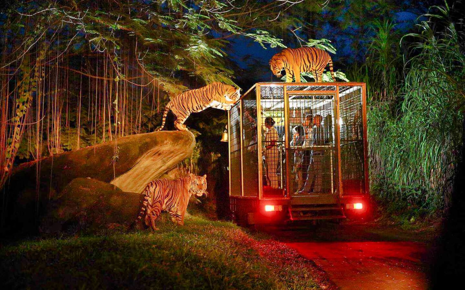 Imagen del tour: Entradas para el Safari Nocturno al Safari y Parque Marino de Bali