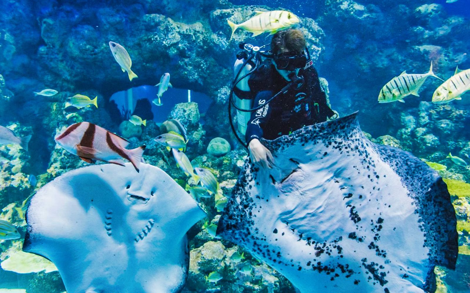Imagen del tour: Dive with the Sharks at Cairns Aquarium