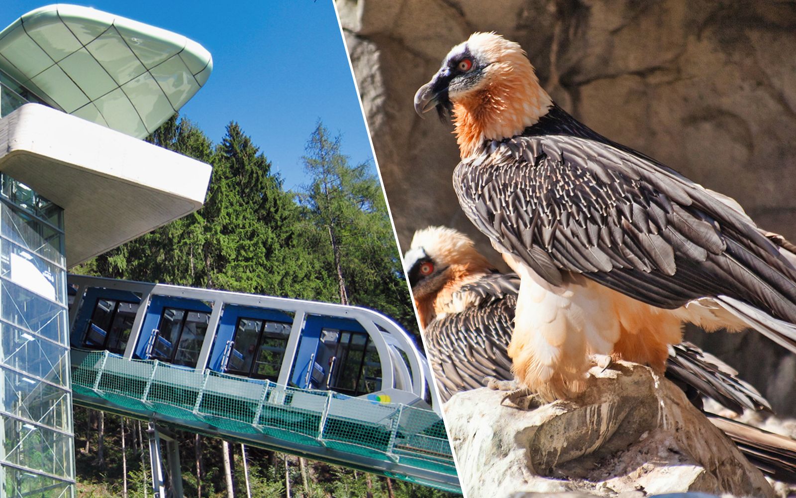 Imagen del tour: Combo en Innsbruck: billete de ida y vuelta para el funicular Hungerburgbahn + entrada al Zoo Alpino